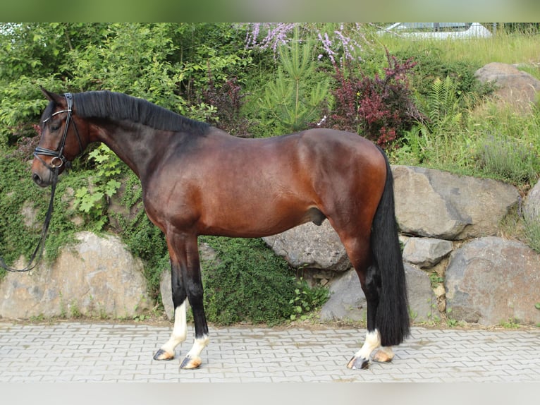 Niemiecki koń sportowy Wałach 5 lat 169 cm Ciemnogniada in Usingen