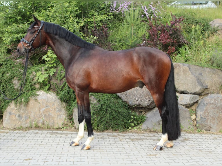 Niemiecki koń sportowy Wałach 5 lat 169 cm Ciemnogniada in Usingen