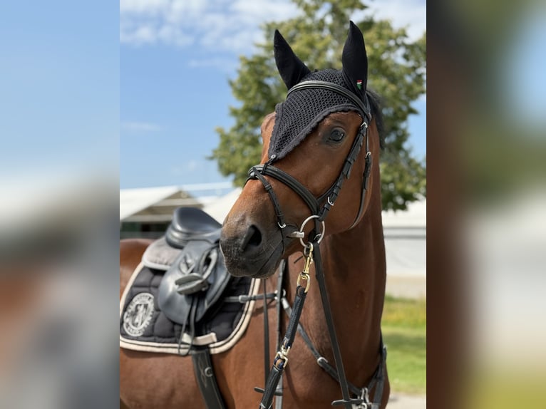 Niemiecki koń sportowy Wałach 5 lat 169 cm Gniada in Wilnsdorf