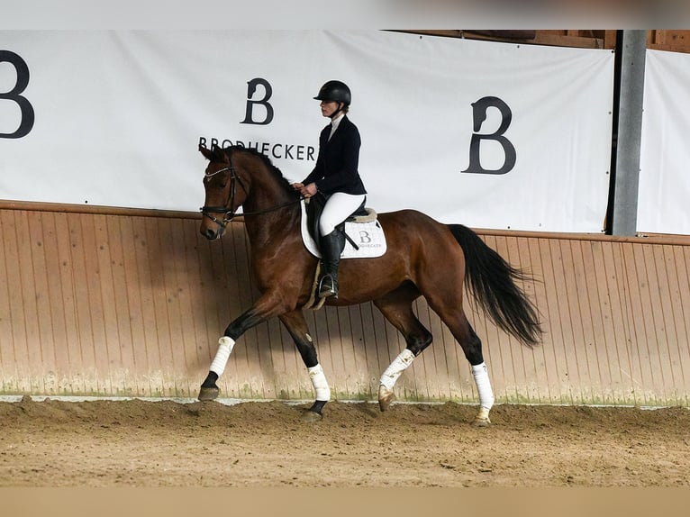 Niemiecki koń sportowy Wałach 5 lat 169 cm Gniada in Riedstadt