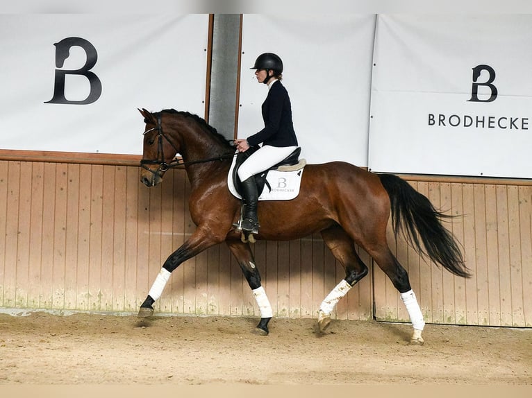 Niemiecki koń sportowy Wałach 5 lat 169 cm Gniada in Riedstadt