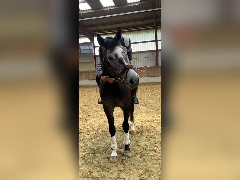 Niemiecki koń sportowy Wałach 5 lat 169 cm Siwa in M&#xF6;hnesee