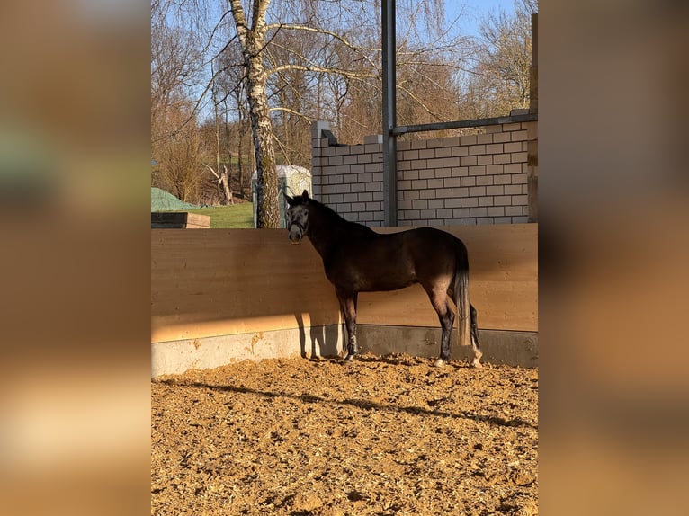 Niemiecki koń sportowy Wałach 5 lat 169 cm Siwa in M&#xF6;hnesee