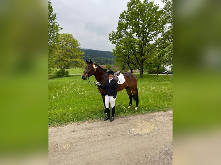 Niemiecki koń sportowy Wałach 5 lat 170 cm Ciemnogniada in Seehausen am Staffelsee