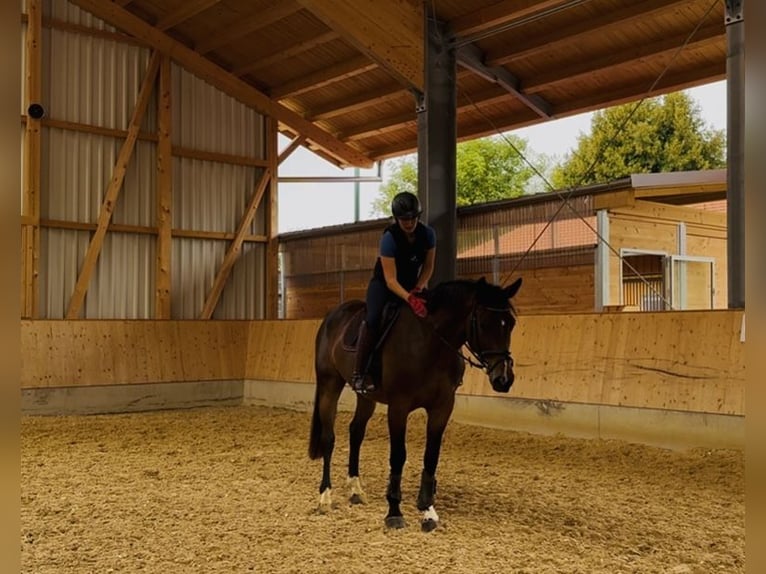 Niemiecki koń sportowy Wałach 5 lat 170 cm Ciemnogniada in Seehausen am Staffelsee