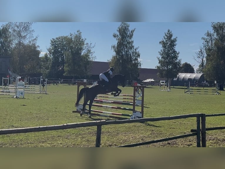 Niemiecki koń sportowy Wałach 5 lat 170 cm Ciemnogniada in Seehausen am Staffelsee