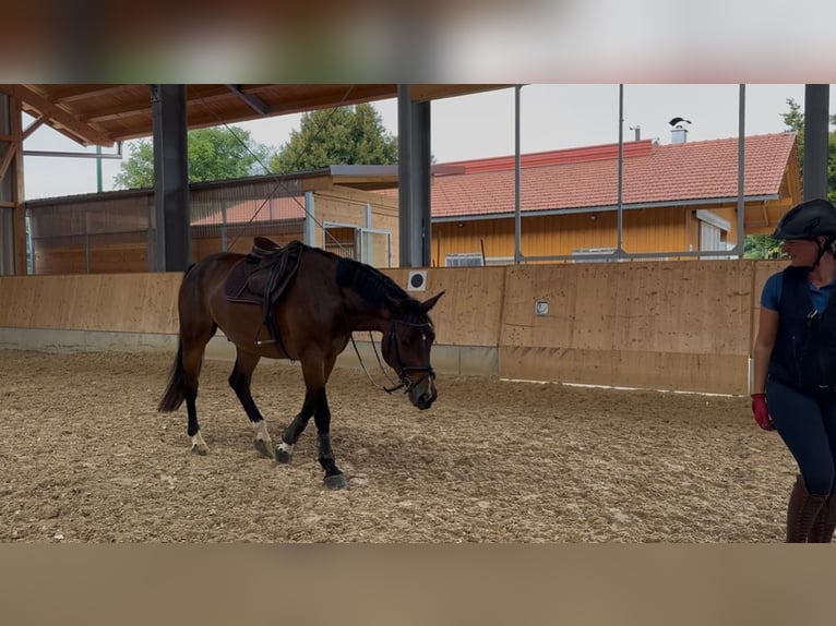 Niemiecki koń sportowy Wałach 5 lat 170 cm Ciemnogniada in Seehausen am Staffelsee