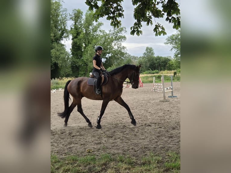 Niemiecki koń sportowy Wałach 5 lat 170 cm Ciemnogniada in Bad Freienwalde