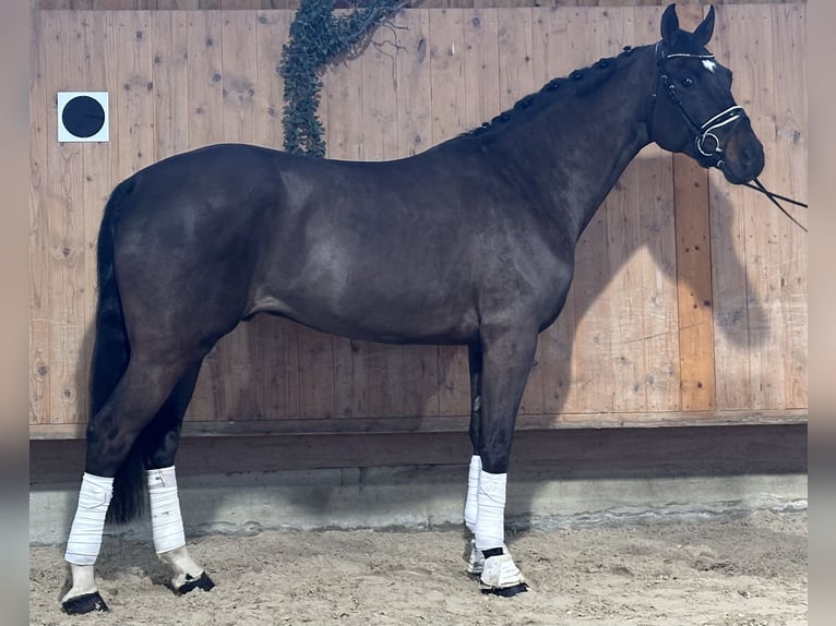 Niemiecki koń sportowy Wałach 5 lat 170 cm Ciemnogniada in Riedlingen