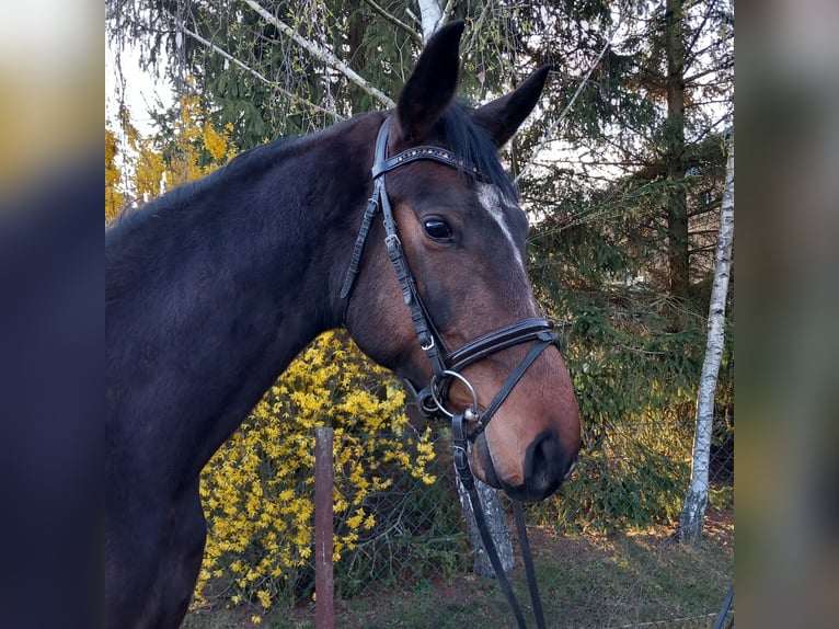 Niemiecki koń sportowy Wałach 5 lat 170 cm Ciemnogniada in Großräschen