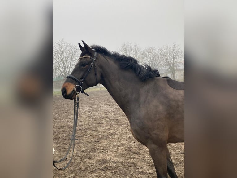 Niemiecki koń sportowy Wałach 5 lat 170 cm Ciemnogniada in Altmärkische Höhe