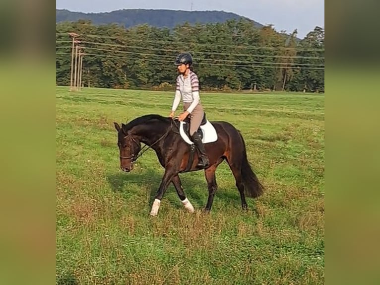 Niemiecki koń sportowy Wałach 5 lat 170 cm Ciemnogniada in Römhild