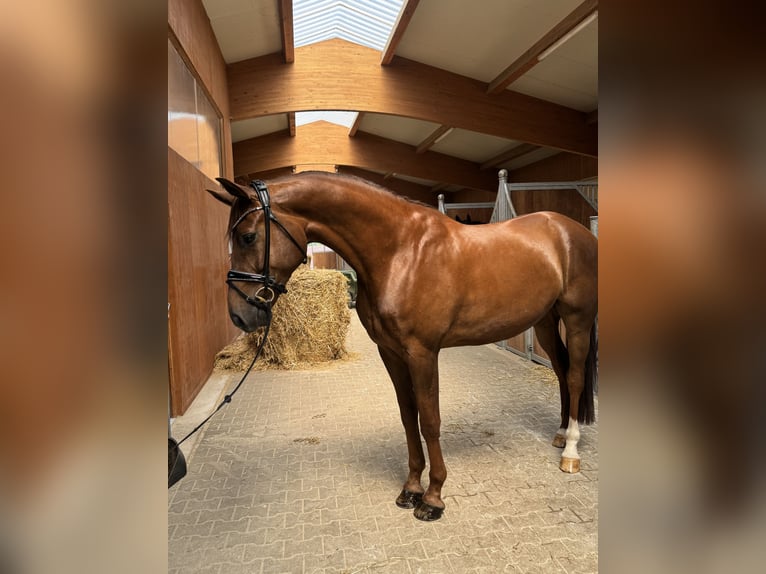 Niemiecki koń sportowy Wałach 5 lat 170 cm Kasztanowata in Kirchenthumbach