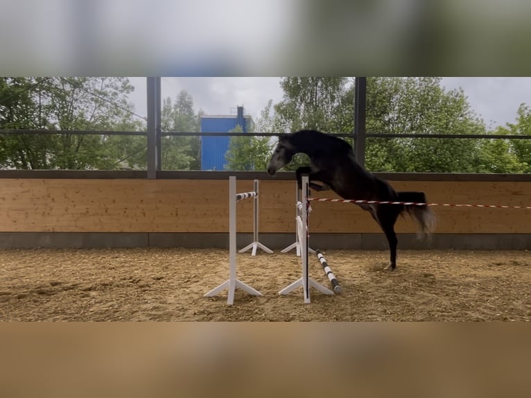 Niemiecki koń sportowy Wałach 5 lat 170 cm Siwa in M&#xF6;hnesee