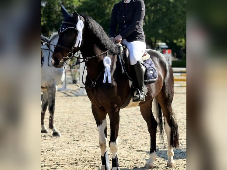Niemiecki koń sportowy Wałach 5 lat 170 cm Srokata in Overath