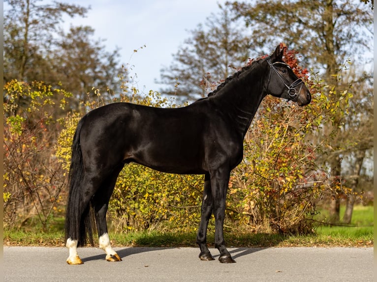 Niemiecki koń sportowy Wałach 5 lat 171 cm Ciemnogniada in Rosenheim