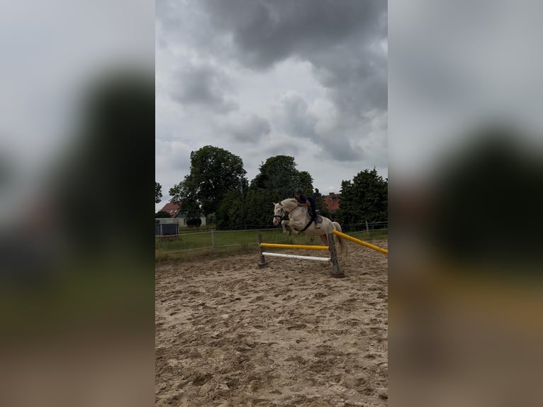 Niemiecki koń sportowy Wałach 5 lat 171 cm Cremello in Rohrlack