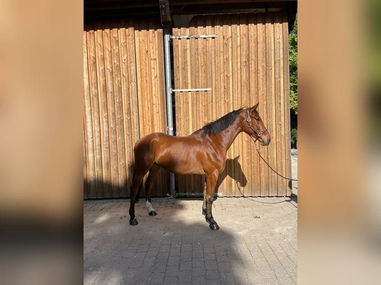 Niemiecki koń sportowy Wałach 5 lat 171 cm Gniada in Grevenbroich