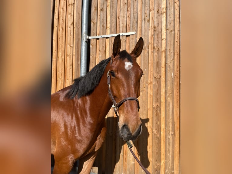 Niemiecki koń sportowy Wałach 5 lat 171 cm Gniada in Grevenbroich