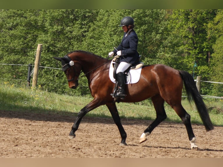 Niemiecki koń sportowy Wałach 5 lat 171 cm Gniada in Reinsdorf