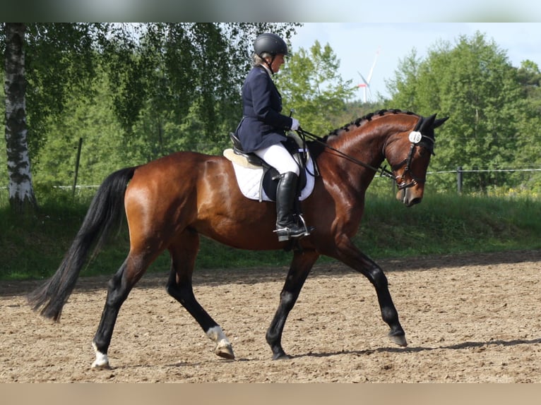 Niemiecki koń sportowy Wałach 5 lat 171 cm Gniada in Reinsdorf
