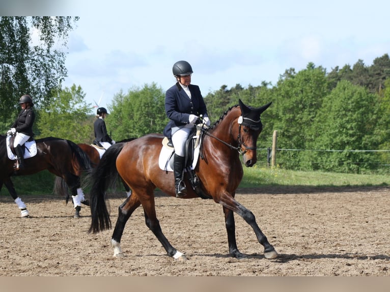 Niemiecki koń sportowy Wałach 5 lat 171 cm Gniada in Reinsdorf