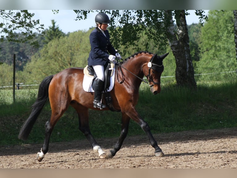 Niemiecki koń sportowy Wałach 5 lat 171 cm Gniada in Reinsdorf