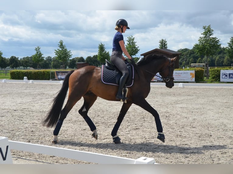Niemiecki koń sportowy Wałach 5 lat 171 cm Gniada in Rohrlack