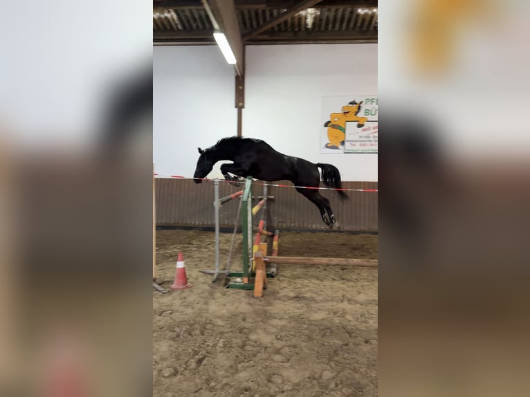 Niemiecki koń sportowy Wałach 5 lat 172 cm Ciemnogniada in Radeberg