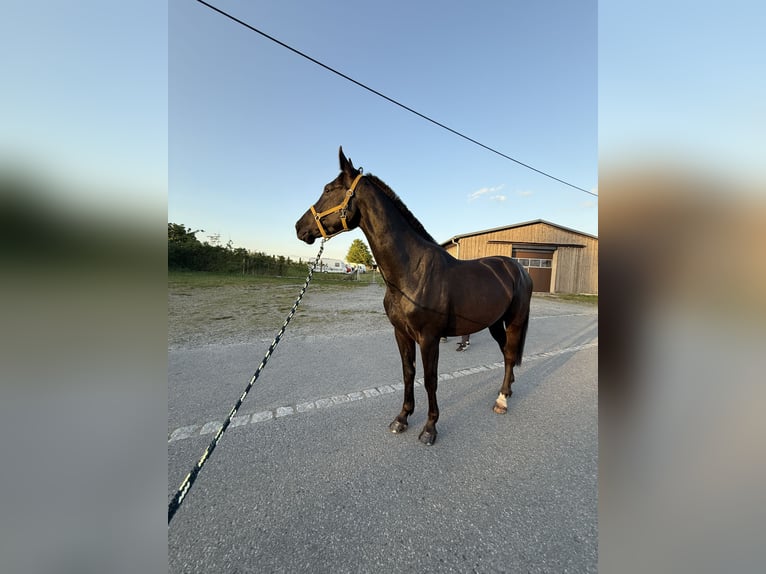 Niemiecki koń sportowy Wałach 5 lat 172 cm Ciemnogniada in Radeberg