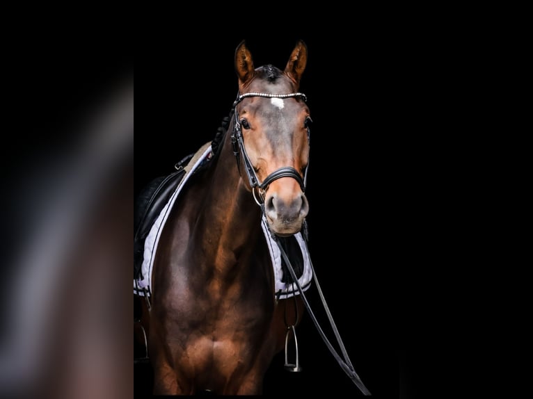 Niemiecki koń sportowy Wałach 5 lat 172 cm Gniada in Roßdorf