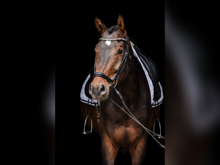 Niemiecki koń sportowy Wałach 5 lat 172 cm Gniada in Roßdorf