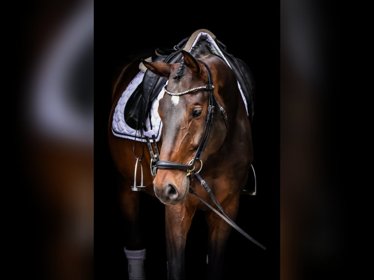 Niemiecki koń sportowy Wałach 5 lat 172 cm Gniada in Roßdorf
