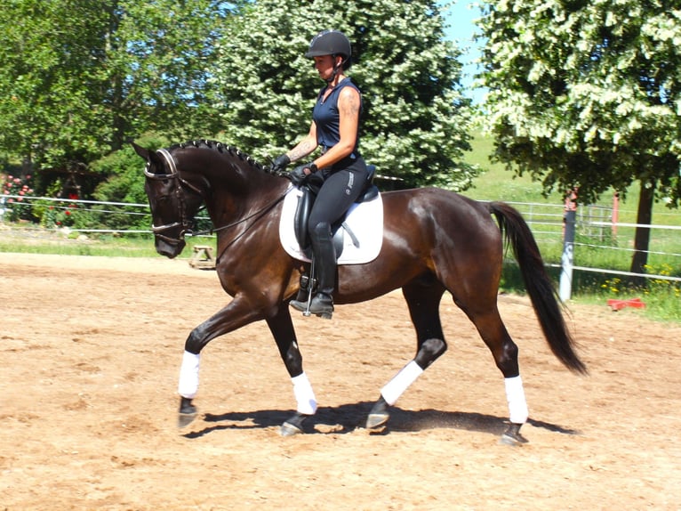 Niemiecki koń sportowy Wałach 5 lat 172 cm Kara in M&#xFC;lsen Ortmannsdorf, Marienau