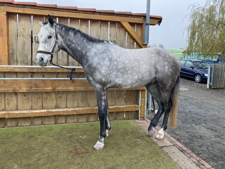 Niemiecki koń sportowy Wałach 5 lat 172 cm Siwa jabłkowita in Kaltennordheim