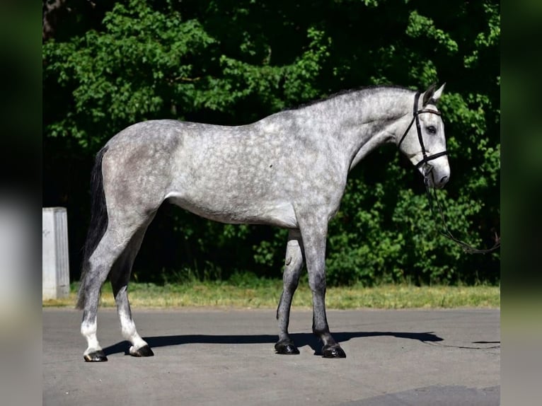 Niemiecki koń sportowy Wałach 5 lat 172 cm Siwa in Neumarkt an der Raab