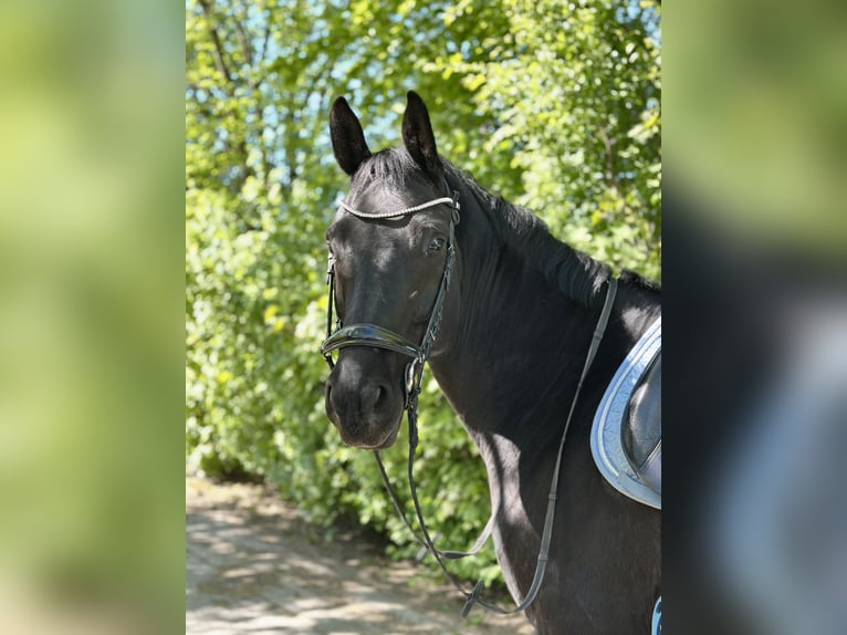 Niemiecki koń sportowy Wałach 5 lat 172 cm Skarogniada in Augsburg