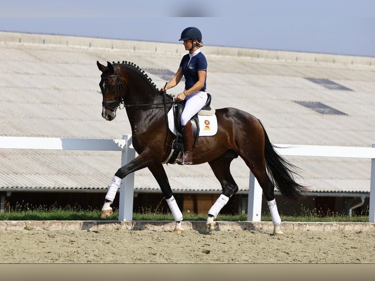 Niemiecki koń sportowy Wałach 5 lat 173 cm Gniada in Berga- Wünschendorf