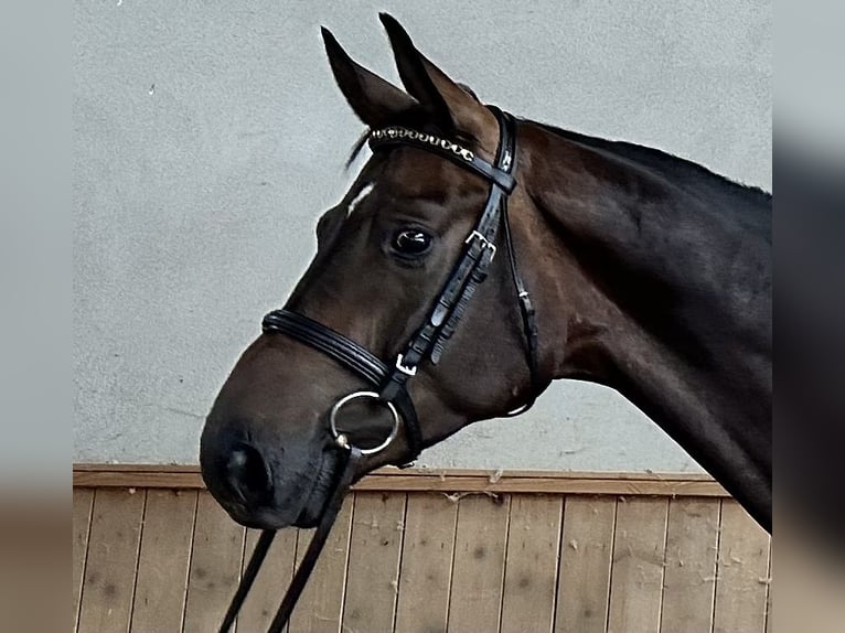 Niemiecki koń sportowy Wałach 5 lat 174 cm Gniada in Michaelisbruch