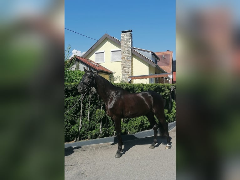 Niemiecki koń sportowy Wałach 5 lat 174 cm Kara in Horb am Neckar