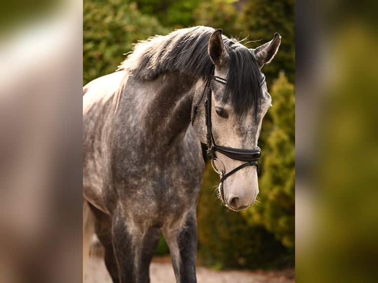 Niemiecki koń sportowy Wałach 5 lat 174 cm Siwa in Uffenheim