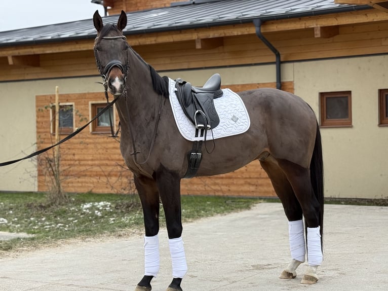Niemiecki koń sportowy Wałach 5 lat 175 cm Ciemnogniada in Pezinok