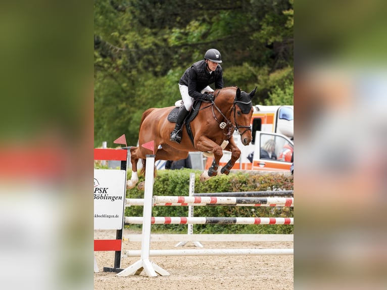 Niemiecki koń sportowy Wałach 5 lat 175 cm Kasztanowata in Donzdorf