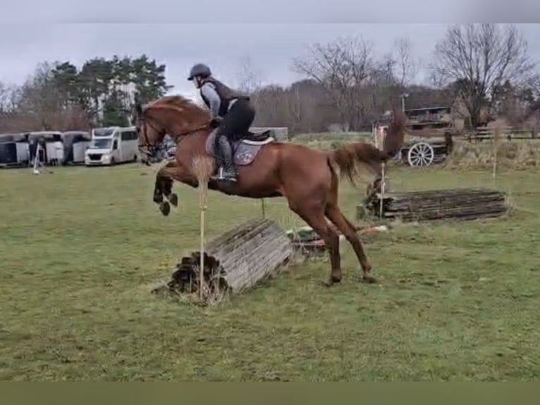 Niemiecki koń sportowy Wałach 5 lat 175 cm Kasztanowata in Bad Wilsnack