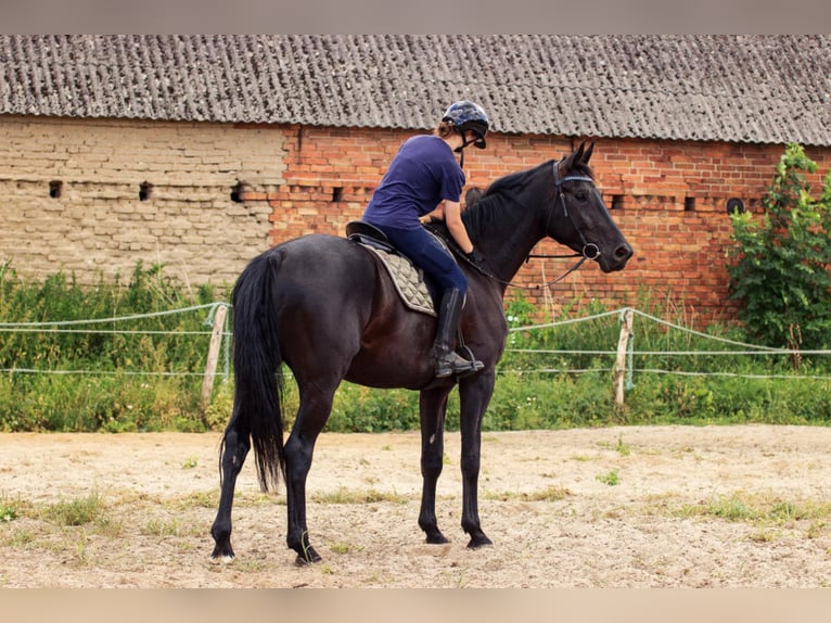 Niemiecki koń sportowy Wałach 5 lat 176 cm Kara in Swochowo