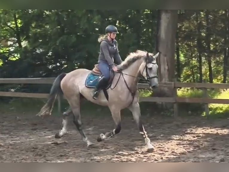 Niemiecki koń sportowy Wałach 5 lat 176 cm Siwa in Braunschweig