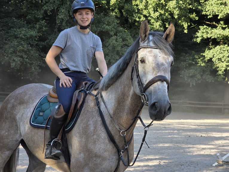 Niemiecki koń sportowy Wałach 5 lat 176 cm Siwa in Braunschweig
