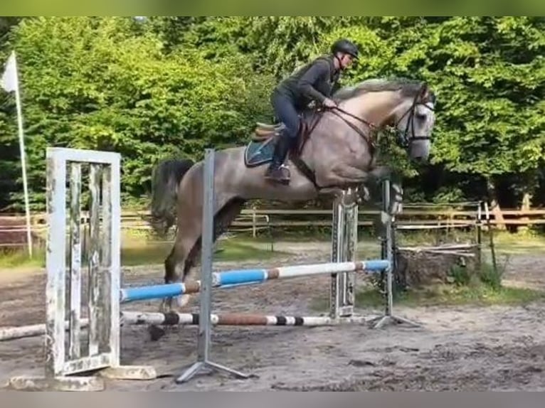 Niemiecki koń sportowy Wałach 5 lat 176 cm Siwa in Braunschweig