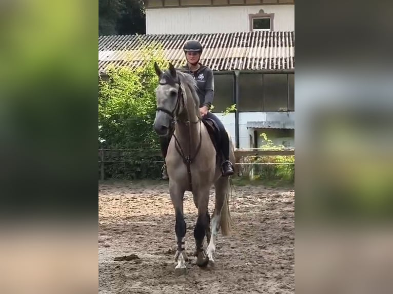 Niemiecki koń sportowy Wałach 5 lat 176 cm Siwa in Braunschweig