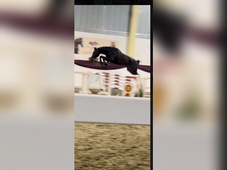 Niemiecki koń sportowy Wałach 5 lat 176 cm Skarogniada in Ofterdingen